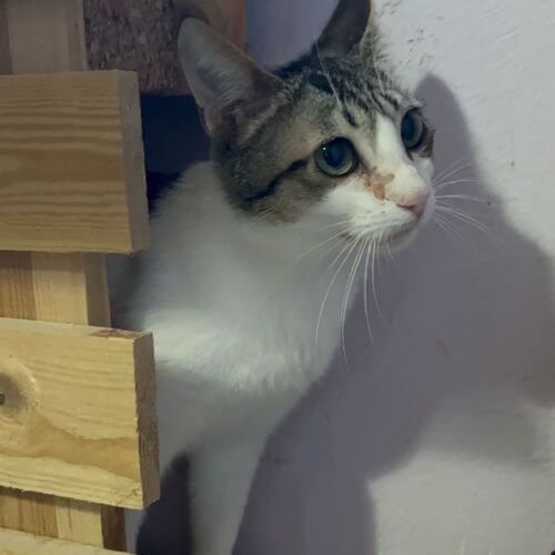Katze