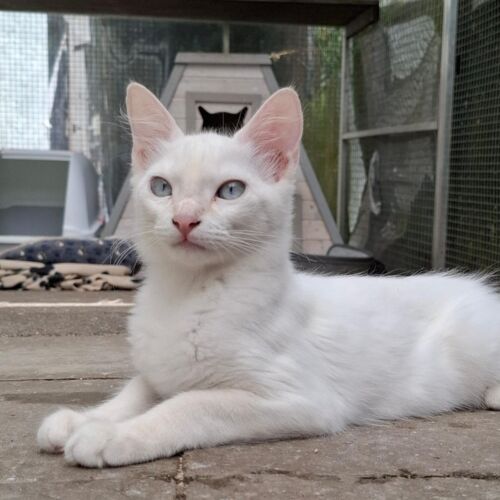 Katze