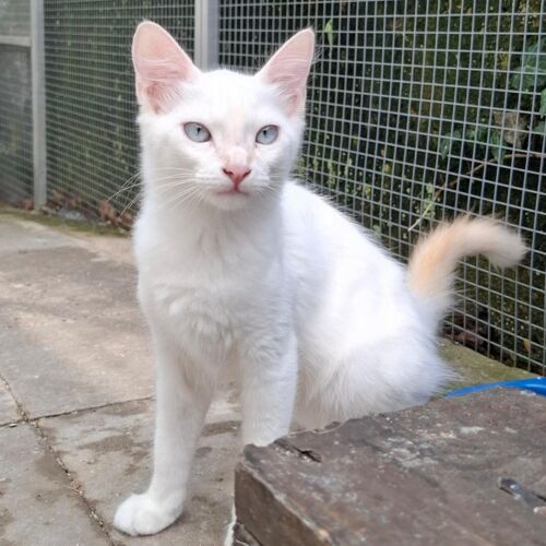 Katze