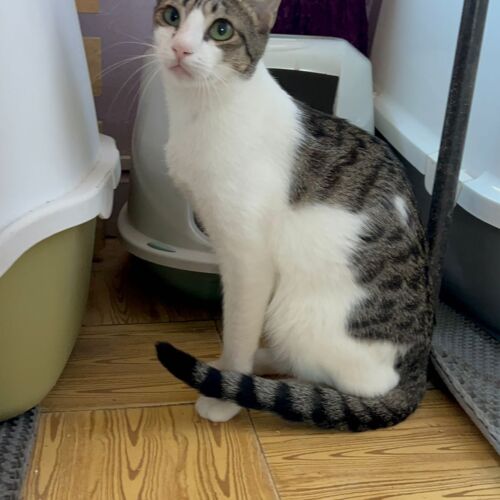 Katze