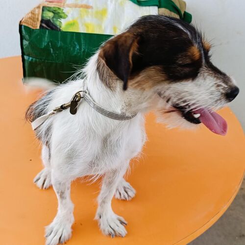 Perla