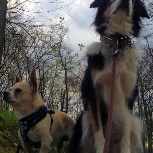 Unser Patenhund Vivalahund