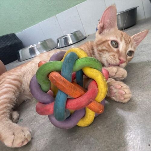 Katze