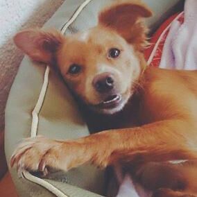 Happy Foxi, Juli 2014