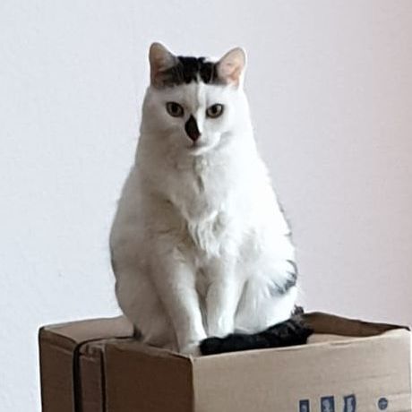 Katze