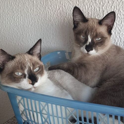 Katze