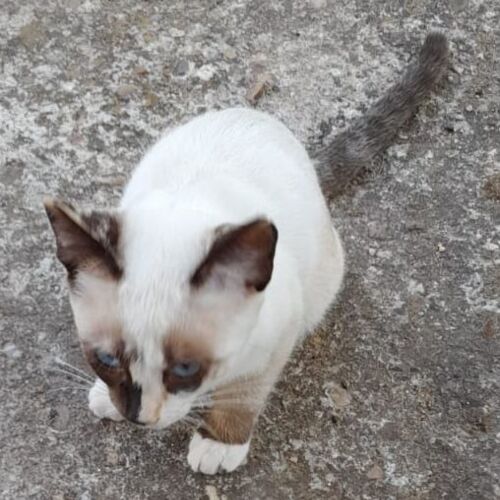 Katze