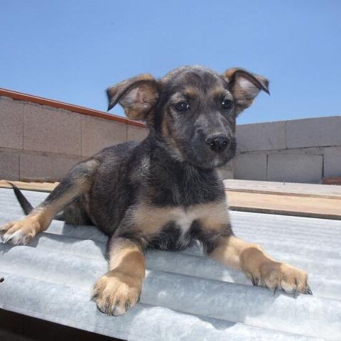 Cuca