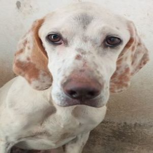 Cora