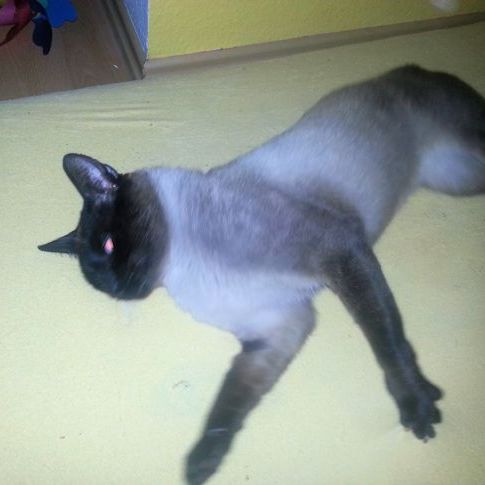 Coco