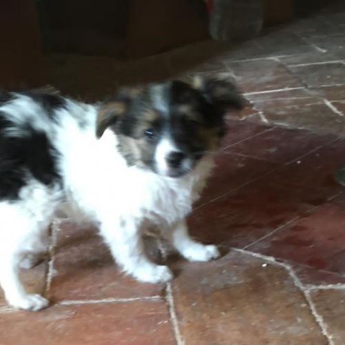 Unser Hund Vivalahund