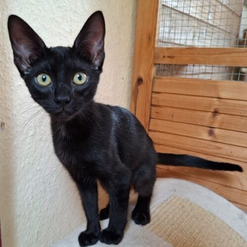 Katze