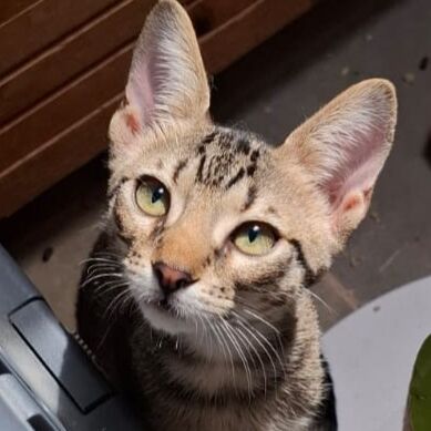 Katze