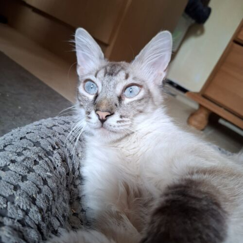 Katze
