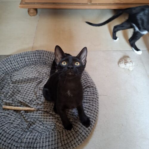 Katze