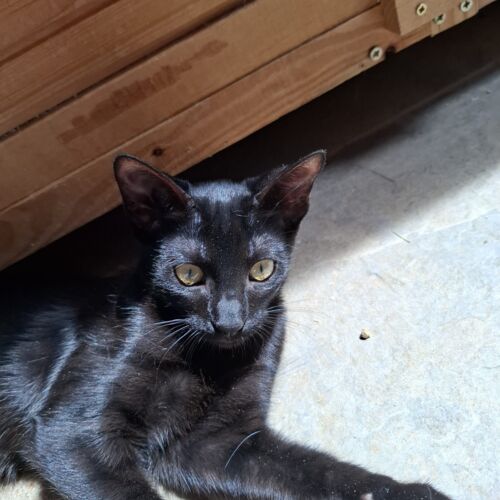Katze