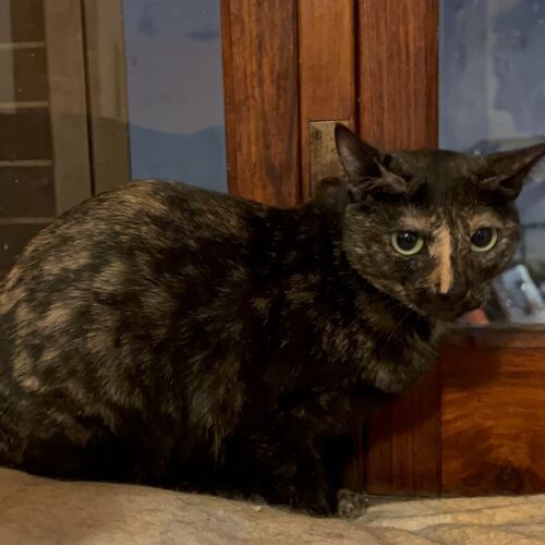 Katze