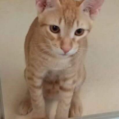 Katze