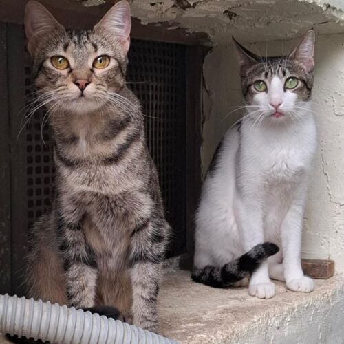 Katze