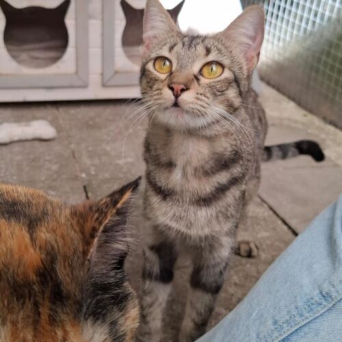 Katze