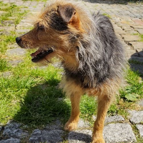 Unser Hund Vivalahund