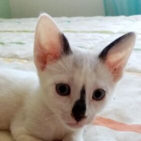 Samu