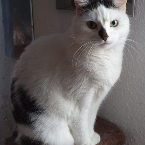 Katze