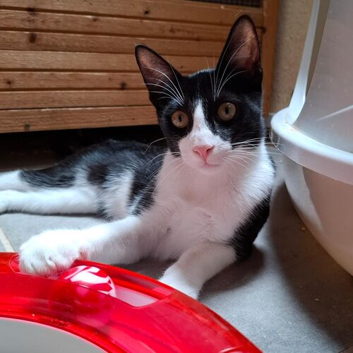 Oreo