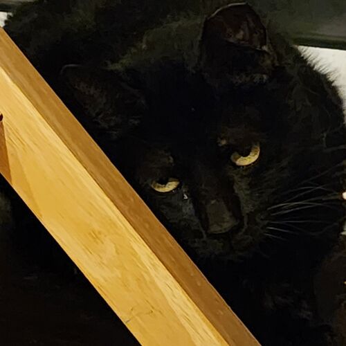 Bonita