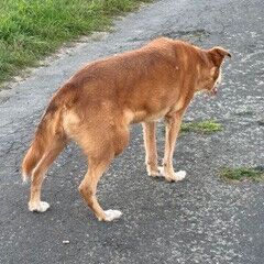 Hugo