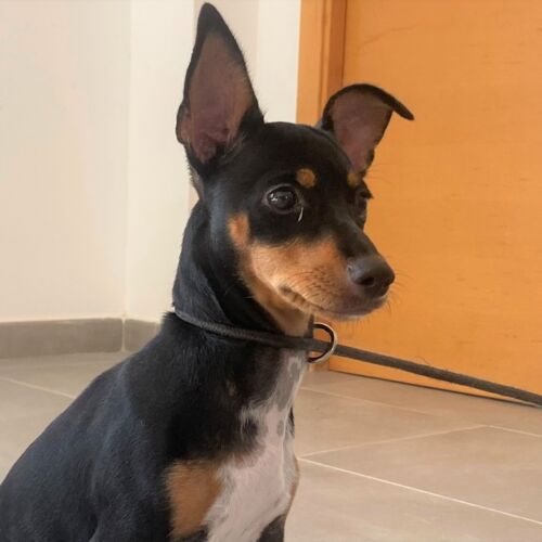 Ninfa