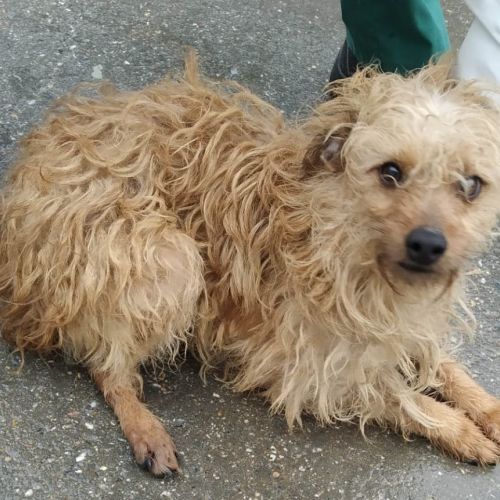 Unser Hund Vivalahund