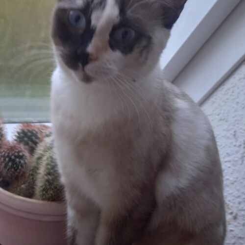 Katze