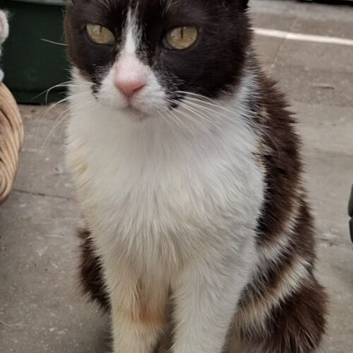 Katze