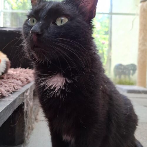 Katze