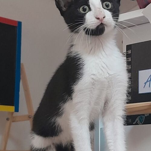 Katze