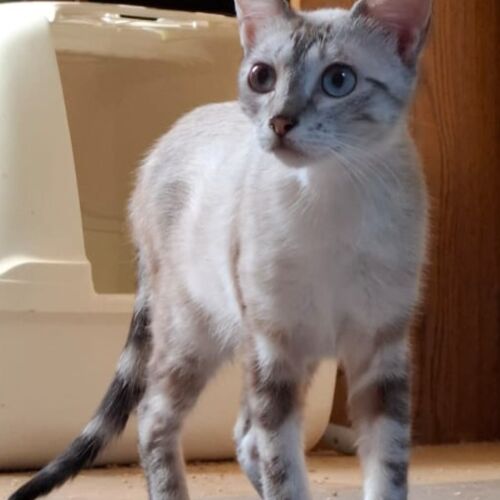 Katze