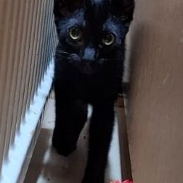 Katze