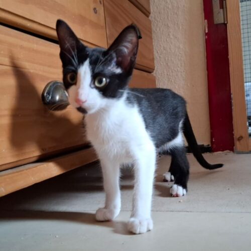 Katze