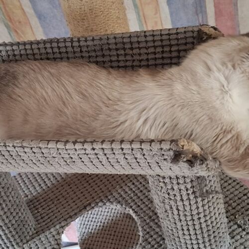 Katze