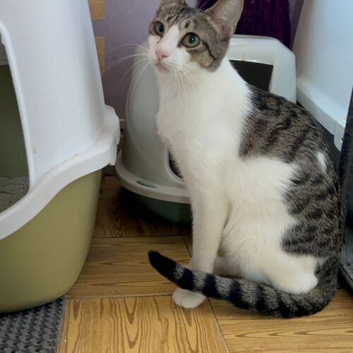 Katze