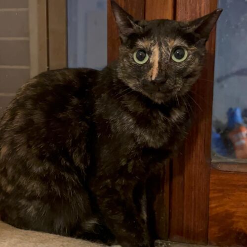 Katze