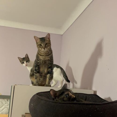 Katze