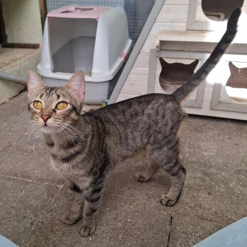 Katze