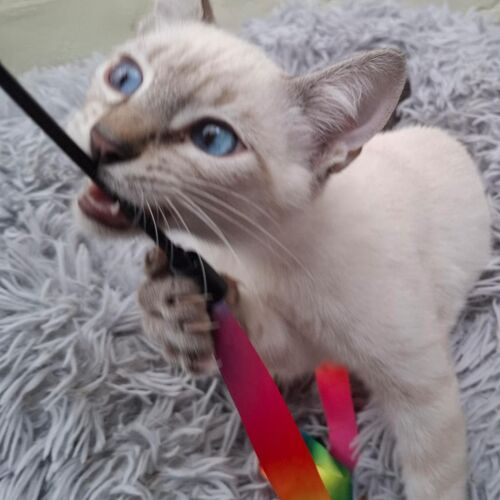 Katze