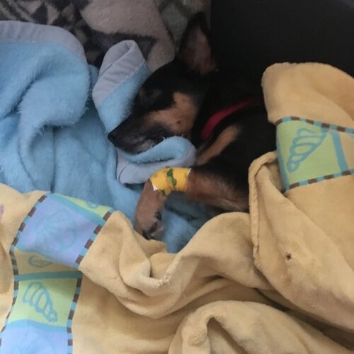 Astro