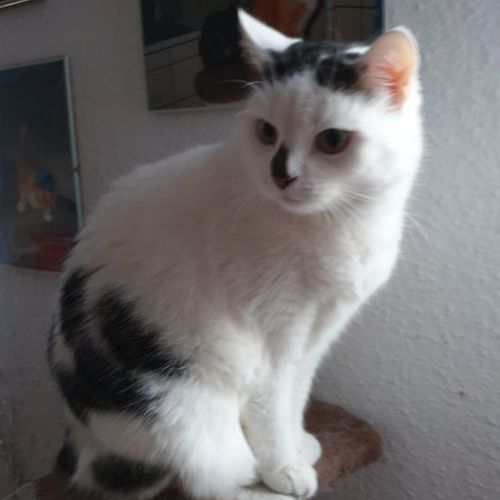 Katze