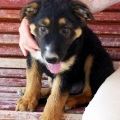 Happy End Rufo, August 2017
