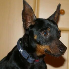 Happy Fritz, Febr. 2012