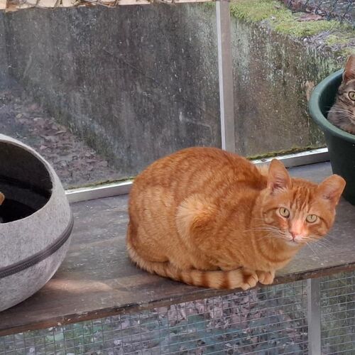 Katze